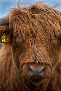 Close-up of a horse