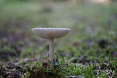 Close-up of mushroom