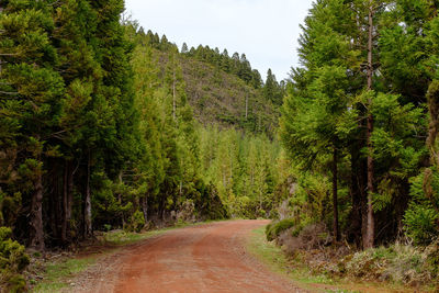 Dirt road amidst trees in forest