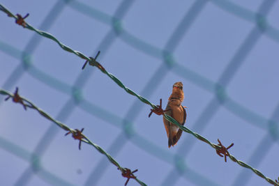 Low angle view of a bird on a fence