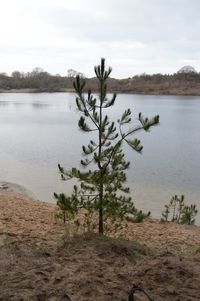 Tree by lake against sky