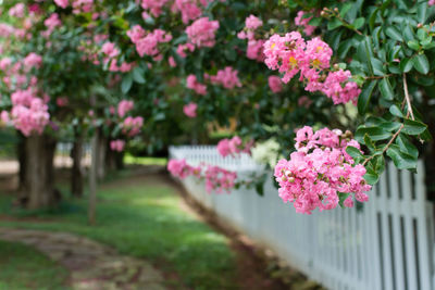 Close-up of pink flowering plants