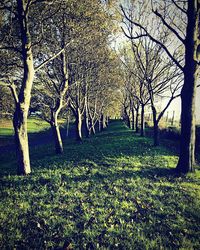 Bare trees on landscape against sky