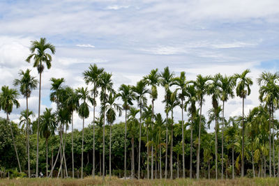 Thailand, areca catechu areca nut palm bearing areca nuts