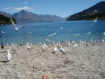 Swans flying over lake against sky