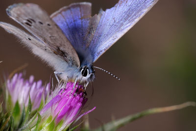 Close-up of butterfly pollinating on purple flower