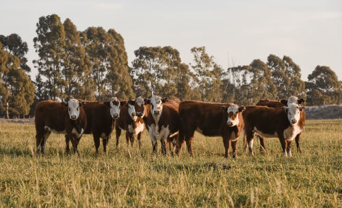 Cows grazing on field