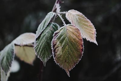 Close-up of frozen leaves