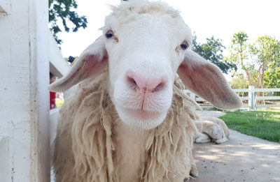 Close-up portrait of a horse