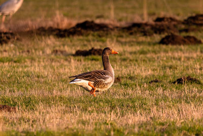 Duck on a field
