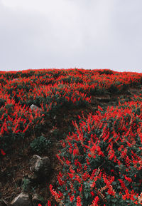 Plants growing on field against sky