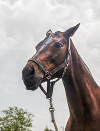 Low angle view of horse against sky