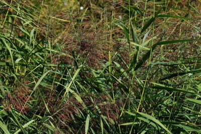 Full frame shot of plants