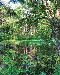 Scenic view of lake in forest