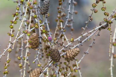 Detail of weeping european larch with new and old cones in the spring, rivière-du-loup