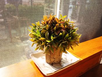 Close-up of potted plant on table at home