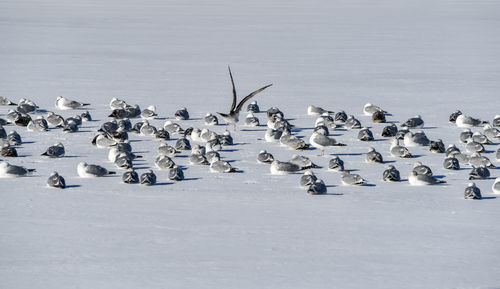 Flock of birds in snow