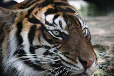 Close-up of a cat