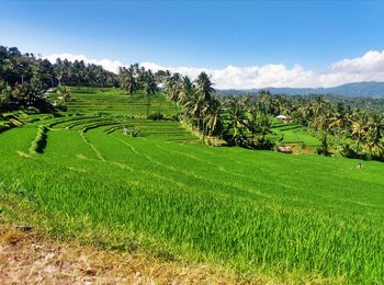 Scenic view of agricultural field against sky