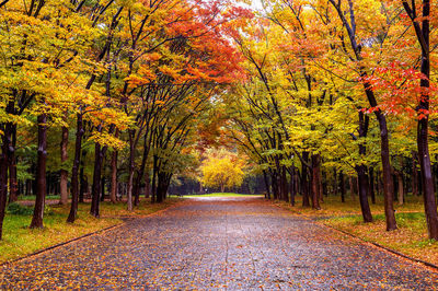 Footpath amidst trees during autumn