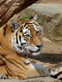 Close-up of tiger on rock