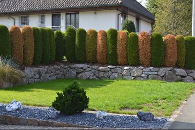 High angle view of green grass