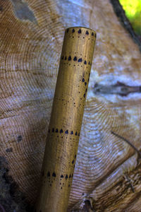 High angle view of bamboo tree trunk