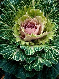 High angle view of flowering plant