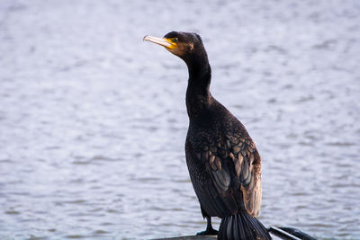 Cormorant in bristol city docks