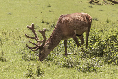 Deer in a field