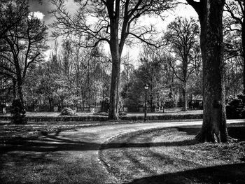 Road passing through trees