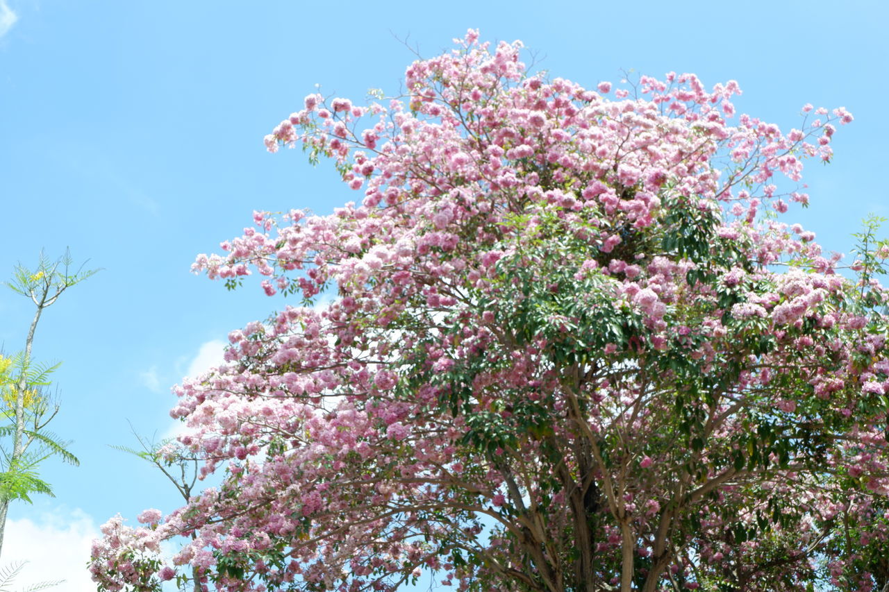 LOW ANGLE VIEW OF PINK FLOWERING TREE AGAINST SKY