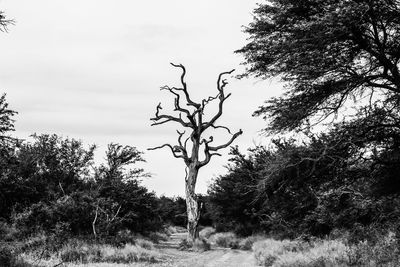 Low angle view of trees on field against sky