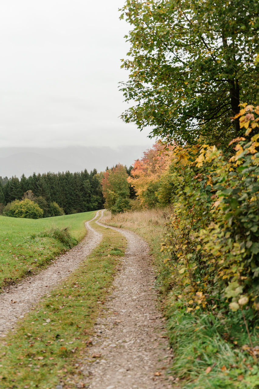 plant, tree, rural area, nature, the way forward, grass, sky, landscape, road, footpath, environment, no people, beauty in nature, autumn, tranquility, land, meadow, scenics - nature, growth, transportation, tranquil scene, leaf, dirt road, green, day, non-urban scene, hill, outdoors, rural scene, diminishing perspective, dirt, cloud, trail, field, waterway, vanishing point, travel, idyllic, single lane road