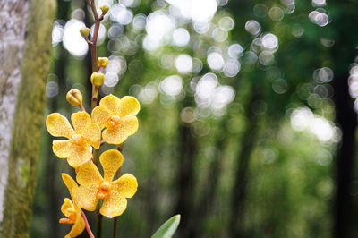 Close-up of yellow flowers blooming on tree