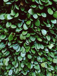 Full frame shot of plants