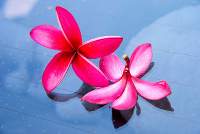 Close-up of multi colored pink water lily