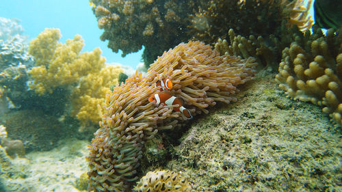 underwater