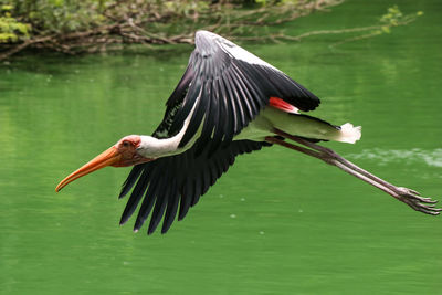 Bird flying over lake