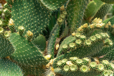 Close-up of prickly pear cactus