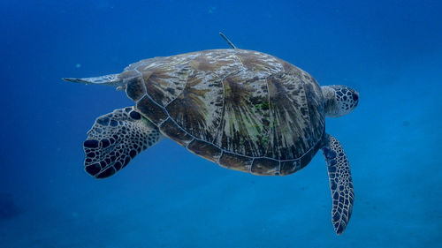 Swimming green sea turtle at pagkilatan