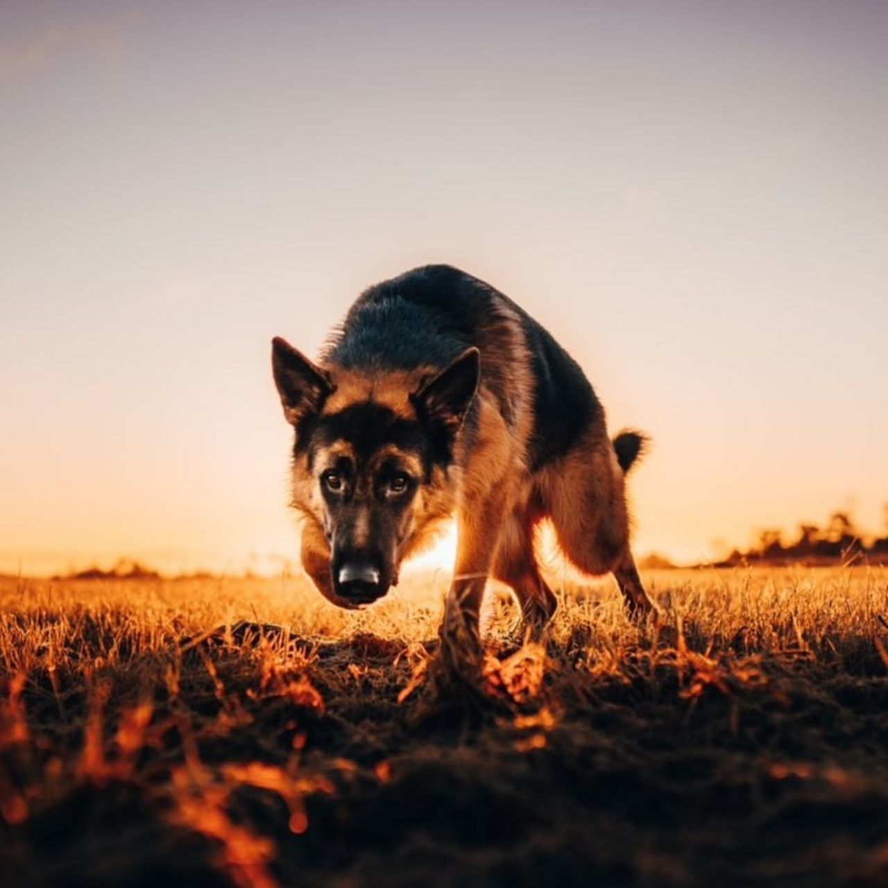 PORTRAIT OF DOG ON LANDSCAPE