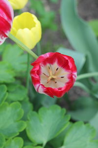 Close-up of red tulip
