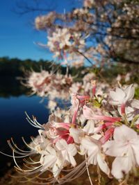 Close-up of pink flowers blooming on tree