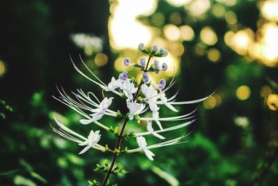 Close-up of white flowering plant