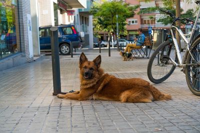 Dog sitting on street in city