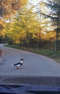 Bird on road amidst trees during autumn