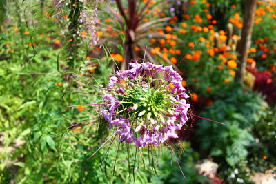 Close-up of purple flowering plant