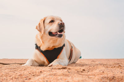 A happy labrador retriever is lying on the sand. rest of the dog on the sea