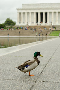 Mallard duck perching by lincoln memorial